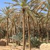 tlal.khaled
