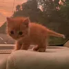 kretinnn