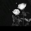 _shahd_mohammed_19