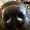 littledingomendoza1