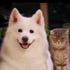 www.tiktok.comkhaing3