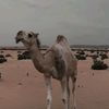 ♕ُيوسف الروقي 511