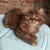 mahrema_ahmad