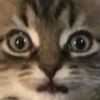 www.catboys4lyfe.ca