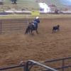 dalton_bardin
