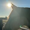 lbell_242
