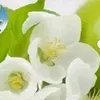 khaledaloosh7