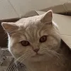 valliewie