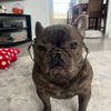 frenchiemomma15