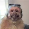 hungrymonkey_