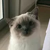 xokurumi