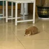 maihacutecutecutecute