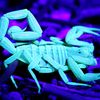 nakedscorpion