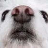 kaminouwu