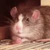 hiss_s