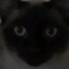 bostotheghost