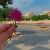 flowers_2050