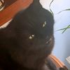 elderlycat