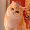 nrazzhtrnvyni.s