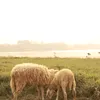 user8c5iczv36l