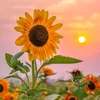 sunflower_23115