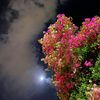 layu_39