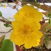 nguyentanphat6568