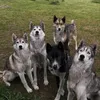 siberian_husky_power