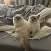 poppyandpearlsworld