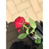 ashah196