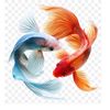 www.noora.com042