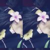 diwa_aji