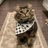habeba_zahran