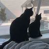 thebadluckbrothers