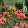 alyanin.metbexi