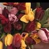 leyla_650_