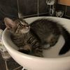christinesfosterkittens