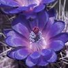 purpleflowers83
