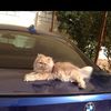 catsparadise_shop
