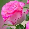 user7n1h0dh7hw