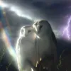 cypherfrr