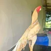 raedkakl1