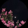 munoor305