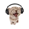 kittydem0n