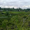 trongphuc10122001