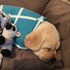 golden_labrador