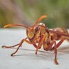 wasp_master69.420