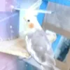 otititico
