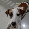 penpokhobee