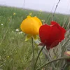 younisaliraqi12